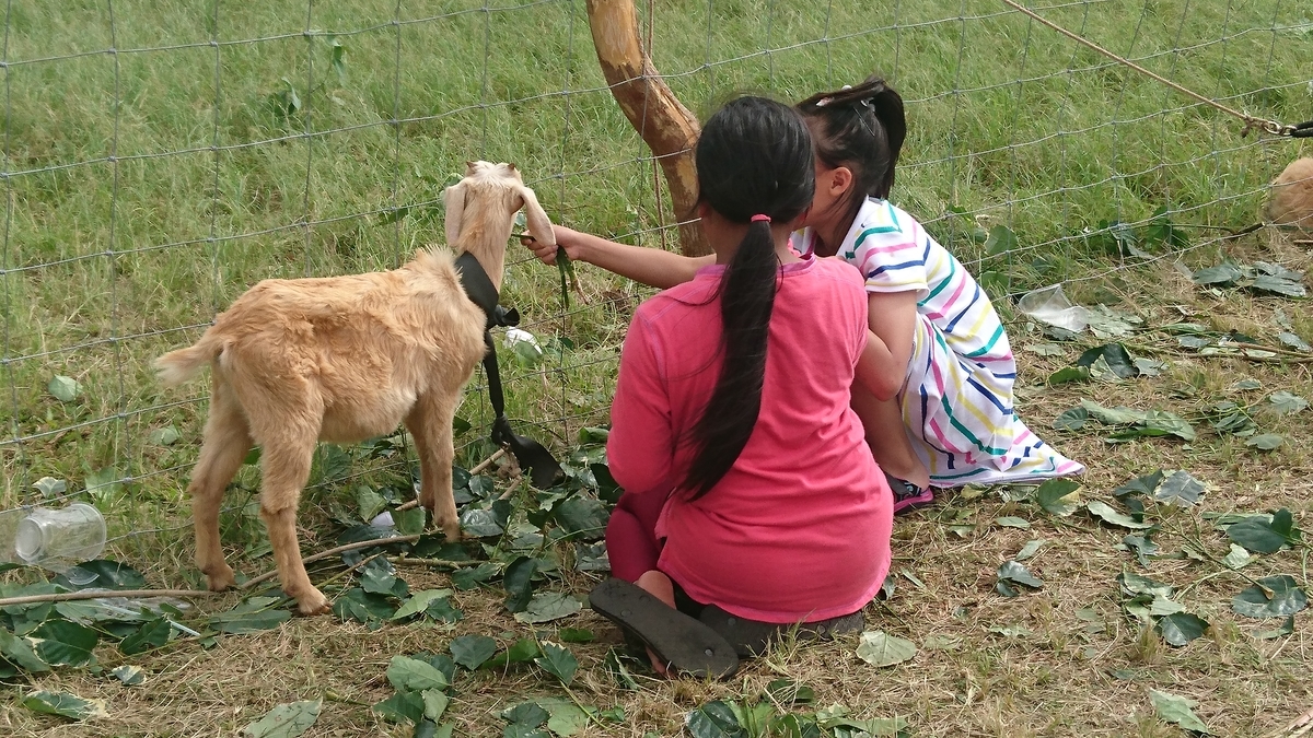 f:id:nanakagawa:20190709062217j:plain f:id:nanakagawa:20190709062217j:plain