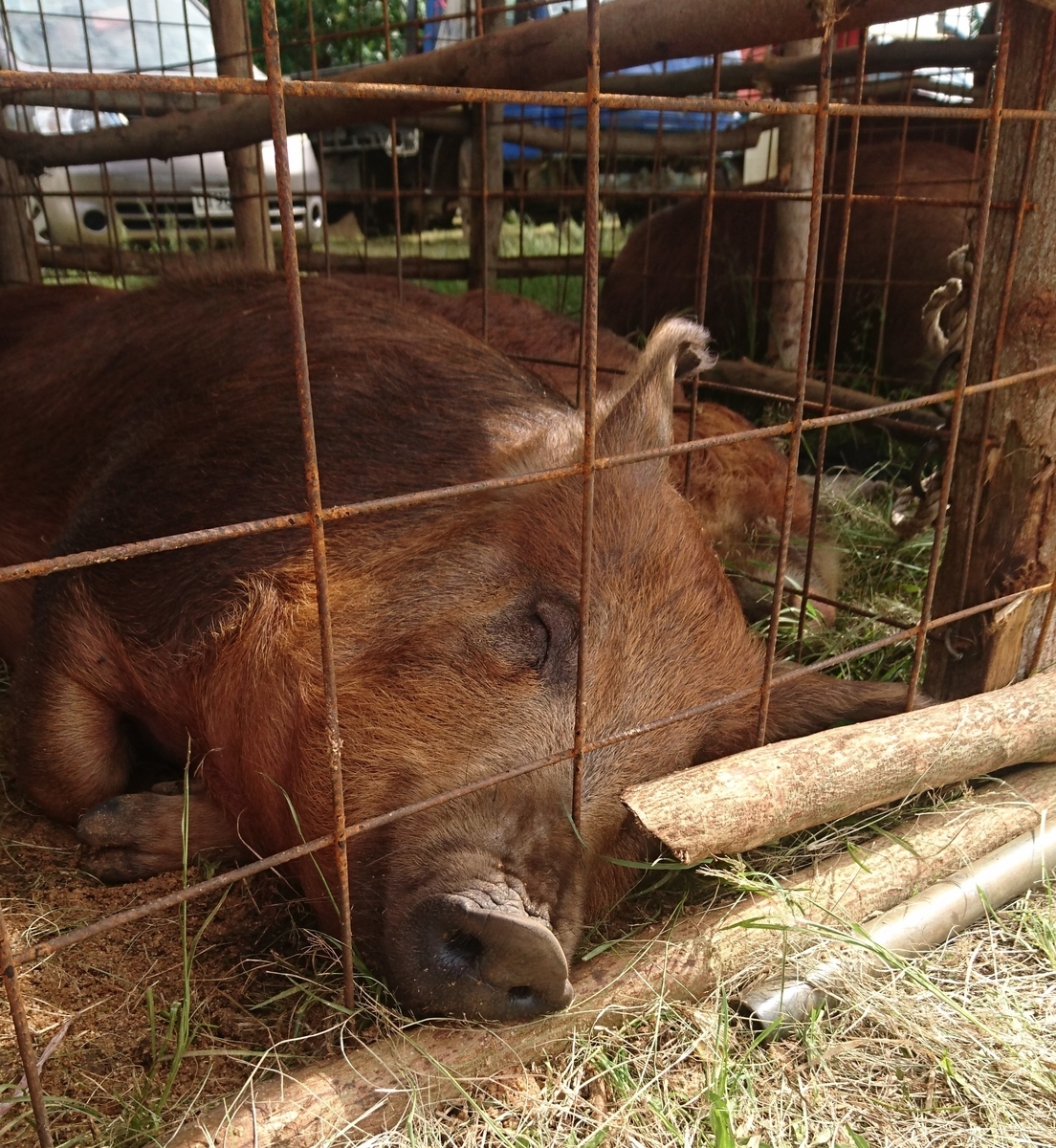 f:id:nanakagawa:20190709062336j:plain f:id:nanakagawa:20190709062336j:plain