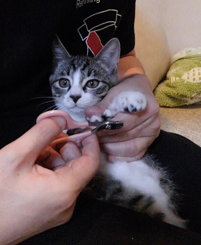 爪切りする猫