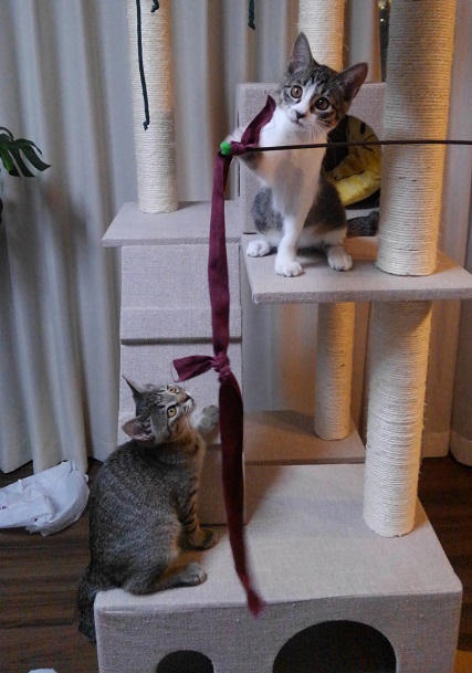 キャットタワーと猫