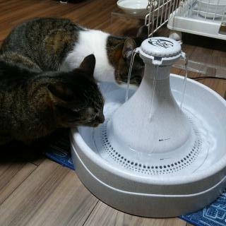 f:id:nanakama:20190203195342j:plain