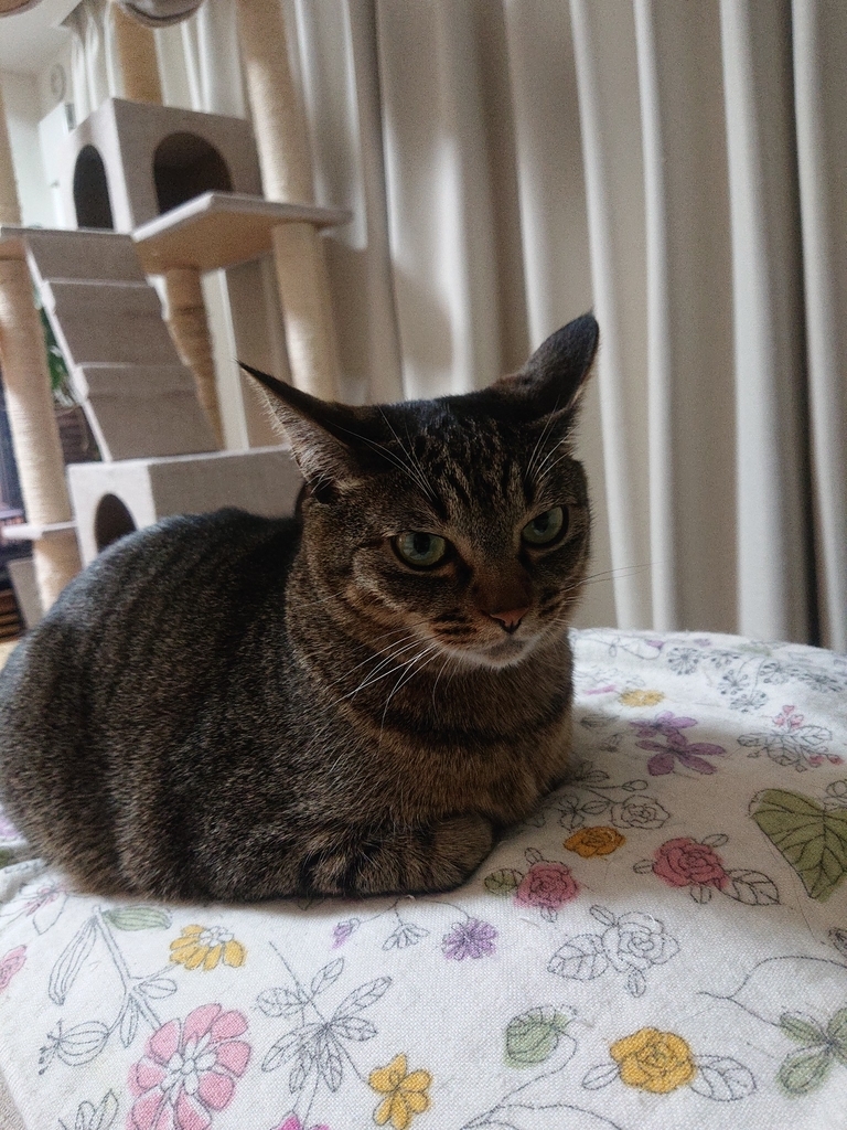 最近猫が何て言っているのか分かるようになってきた 北のねこ暮らし 最近猫が何て言っているのか分かるようになってきた 北のねこ暮らし