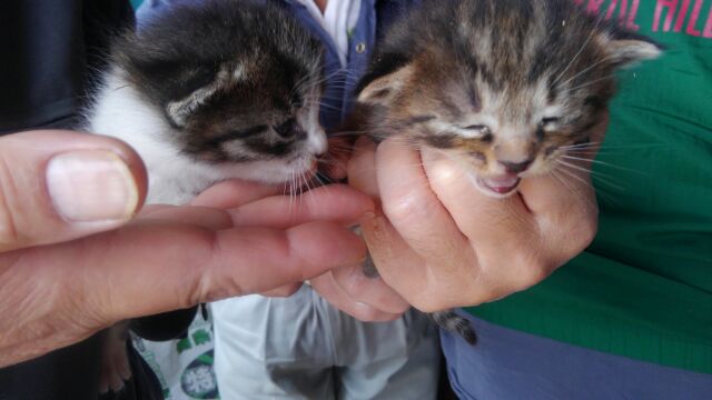 f:id:nanakama:20190226181230j:plain