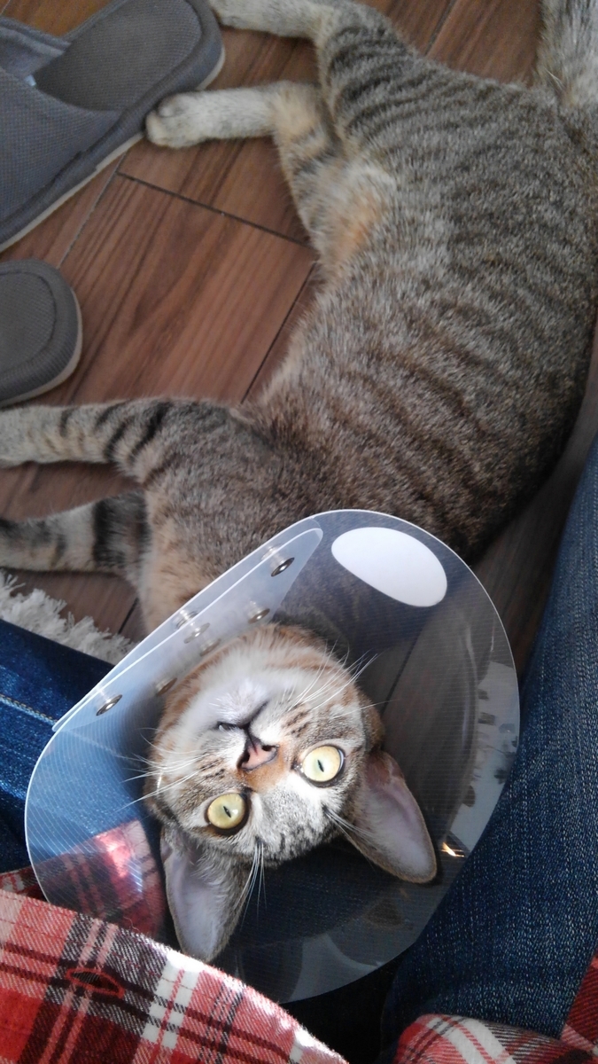 f:id:nanakama:20190317143153j:plain f:id:nanakama:20190317143153j:plain