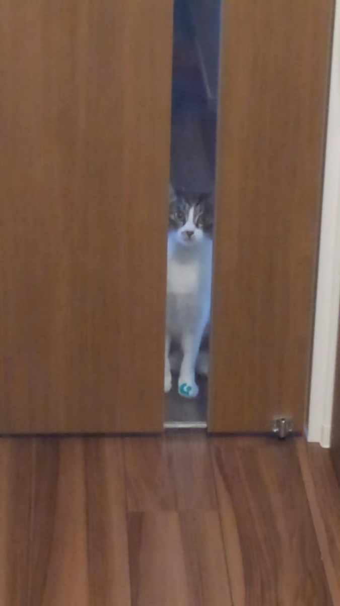 f:id:nanakama:20190317143907j:plain f:id:nanakama:20190317143907j:plain