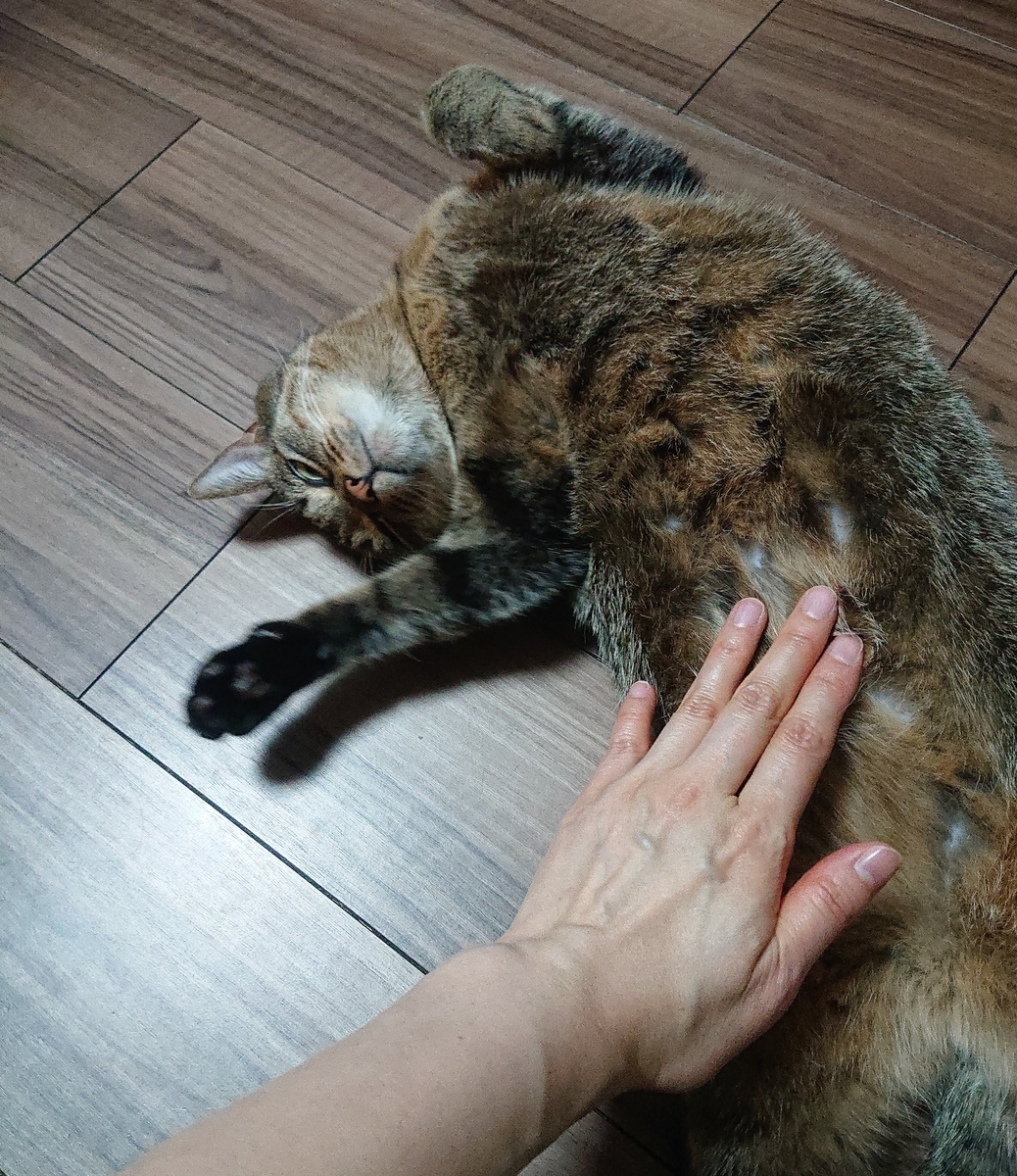 f:id:nanakama:20190322090301j:plain f:id:nanakama:20190322090301j:plain