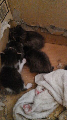 f:id:nanakama:20190327152558j:plain