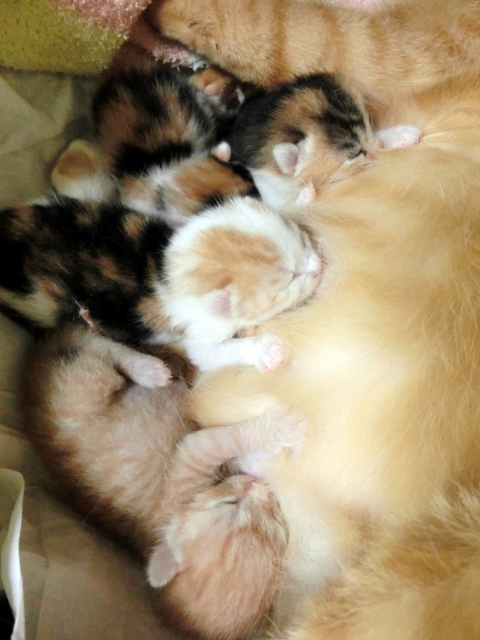 f:id:nanakama:20190327152909j:plain