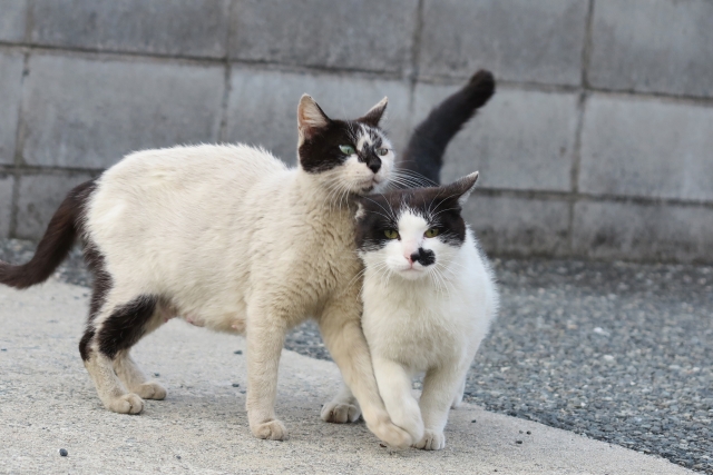 f:id:nanakama:20190327153242j:plain