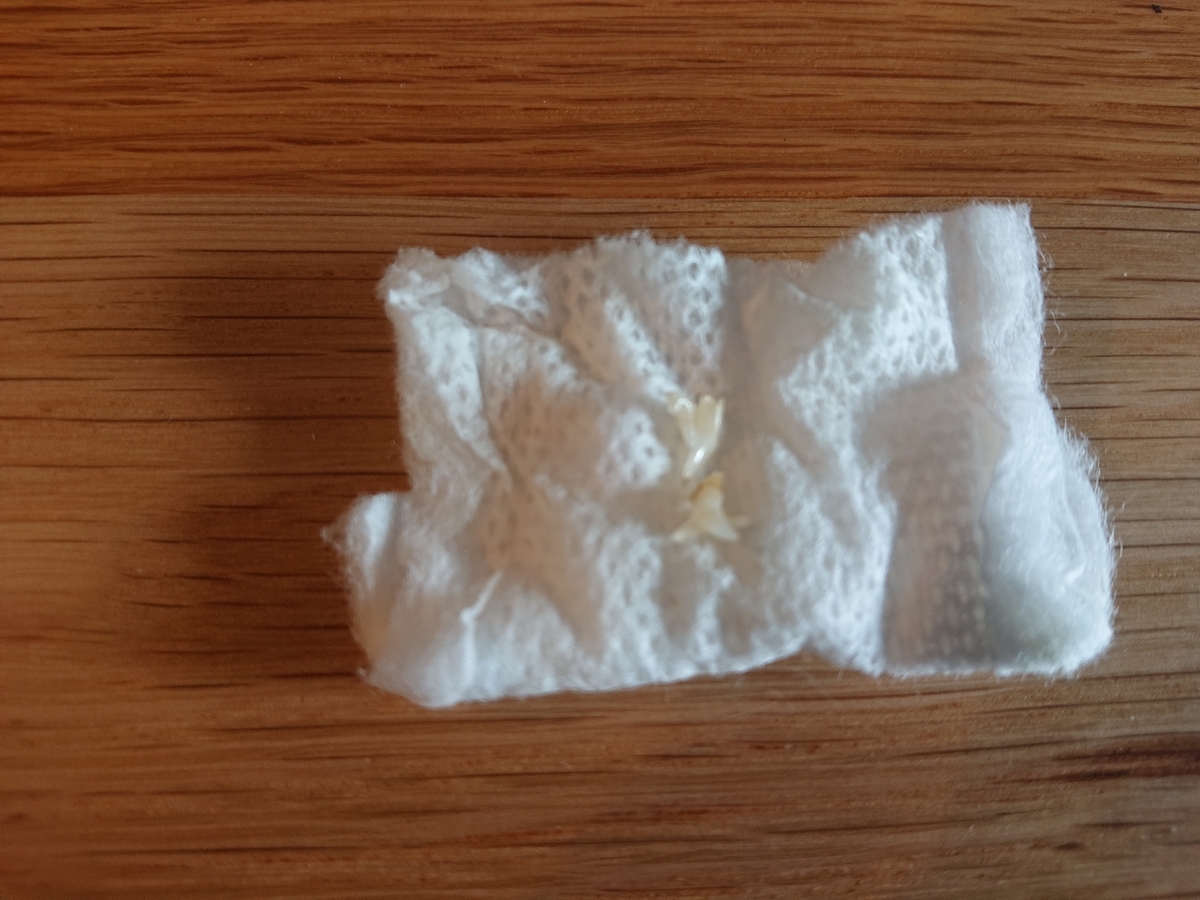 f:id:nanakama:20190328220203j:plain