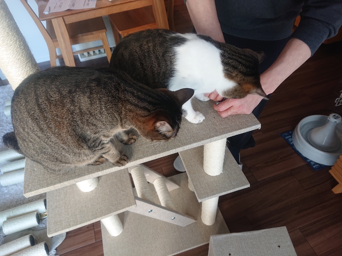 f:id:nanakama:20190331163612j:plain