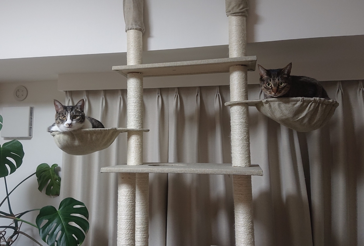 f:id:nanakama:20190331180848j:plain