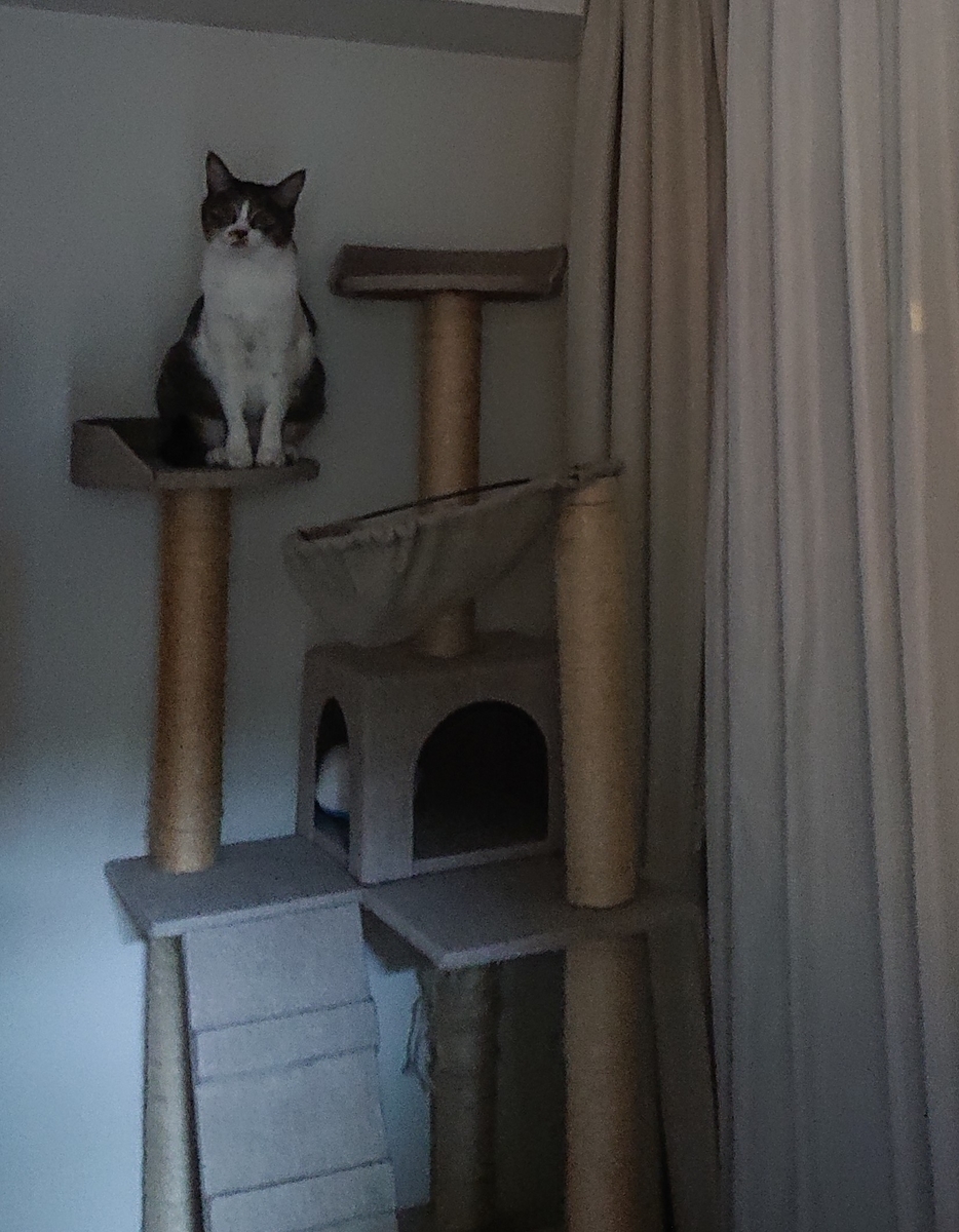 f:id:nanakama:20190331230133j:plain