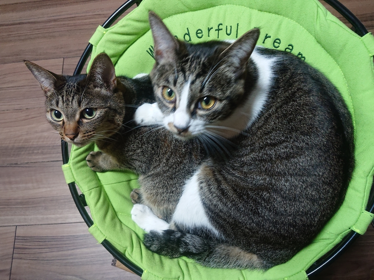 猫と一緒に寝るということと、アレルギー問題 - 北のねこ暮らし