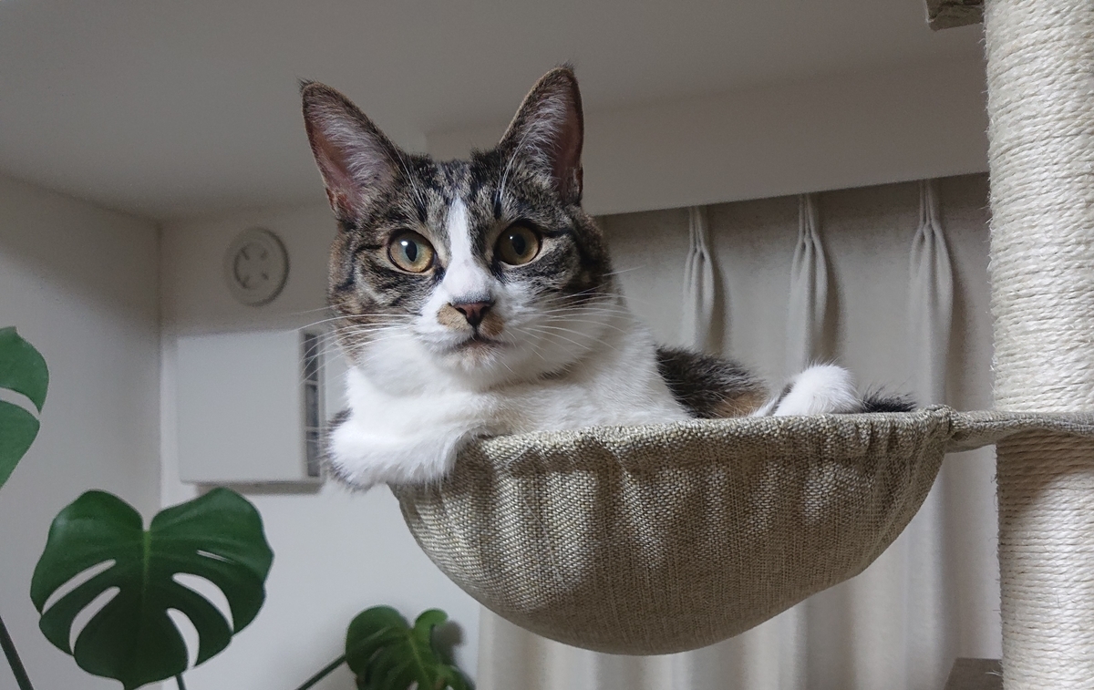 f:id:nanakama:20190417123818j:plain