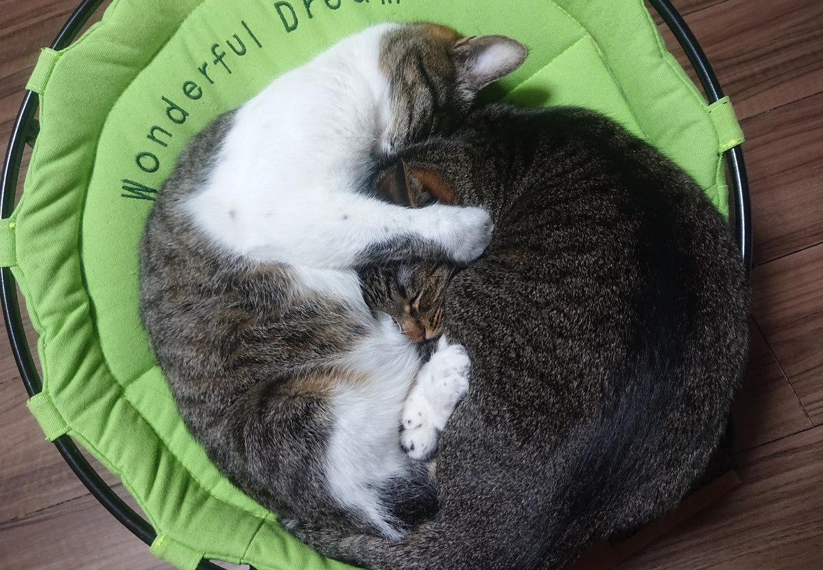 f:id:nanakama:20190417124506j:plain