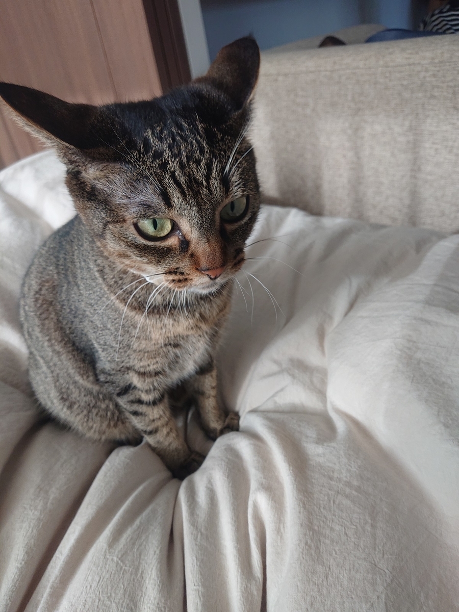 f:id:nanakama:20190512000642j:plain f:id:nanakama:20190512000642j:plain