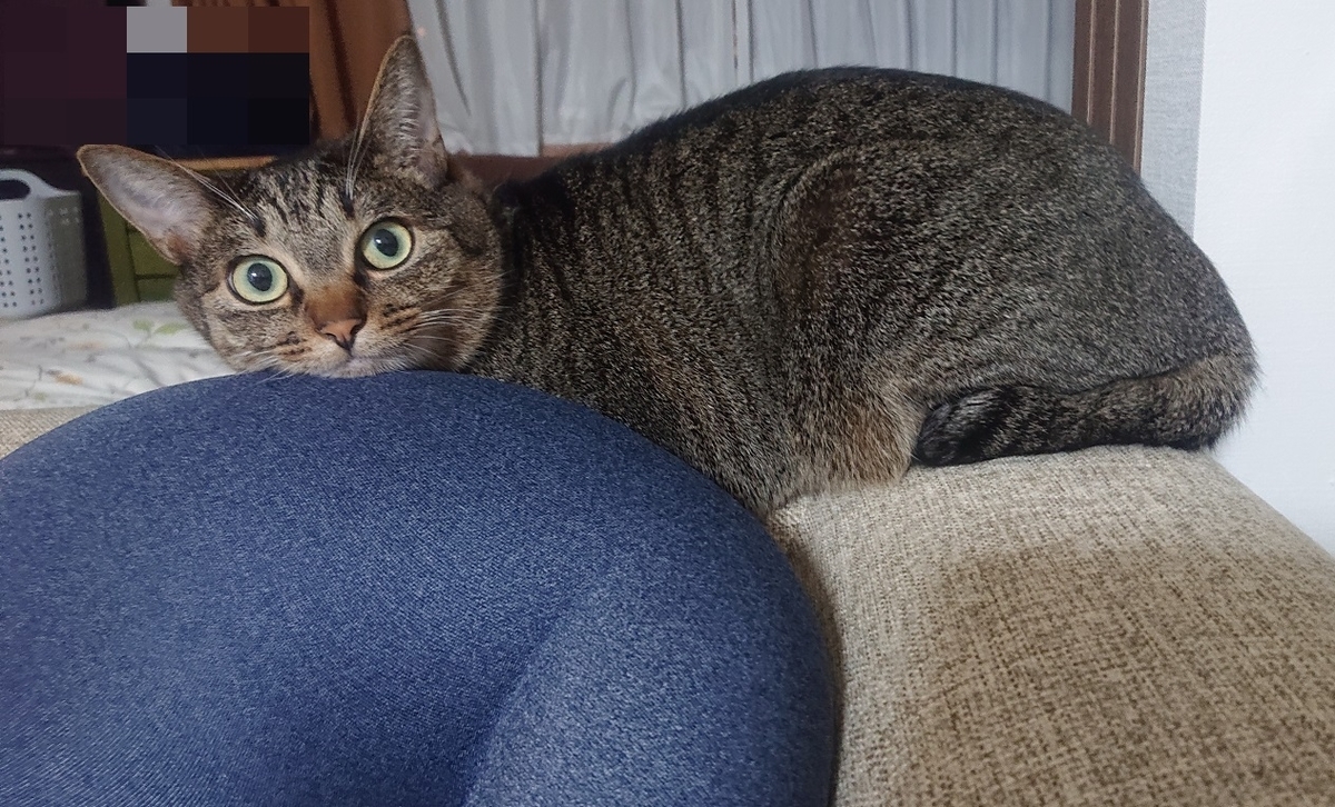 f:id:nanakama:20190523203551j:plain f:id:nanakama:20190523203551j:plain
