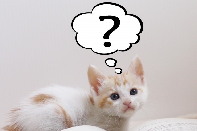 安全なキャットフードって何？コーングルテンについて調べてみた - 北 