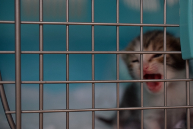 ケージの子猫