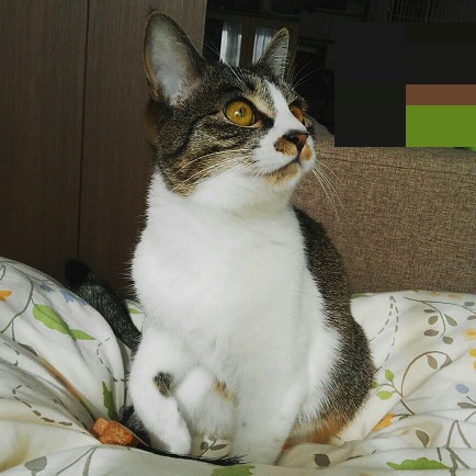 ベッドの上の猫