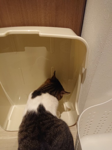トイレチェックする猫