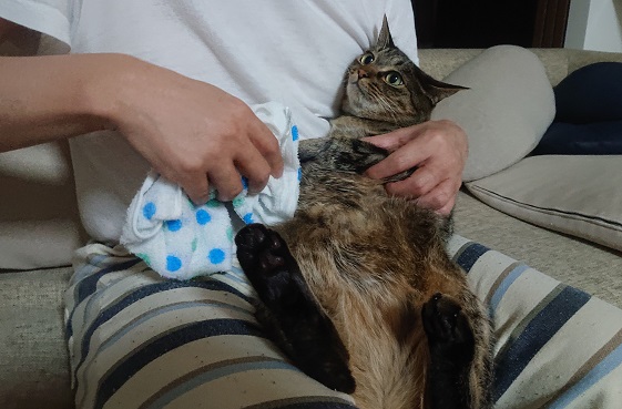 猫にシャンプーできないときは蒸しタオルもおすすめ - 北のねこ暮らし
