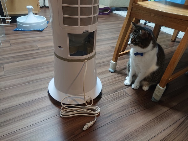 冷風扇と猫