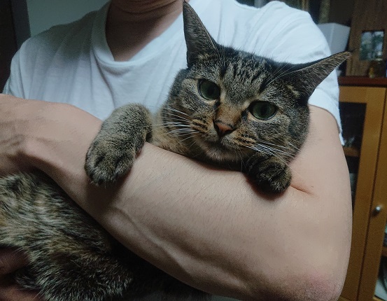 抱っこされる猫