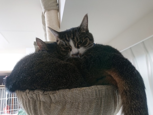 ハンモックみちみち