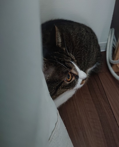 カーテンに隠れる猫