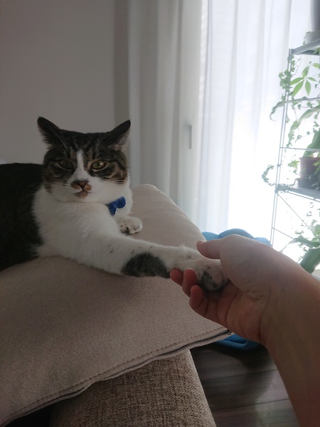 猫と握手1