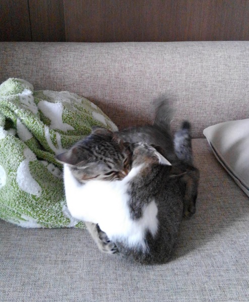 猫のケンカ