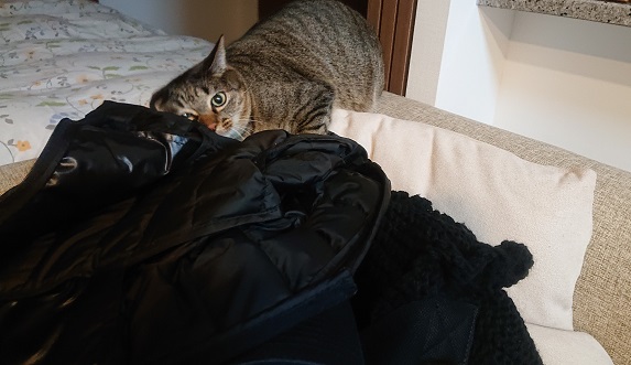 すりすりする猫