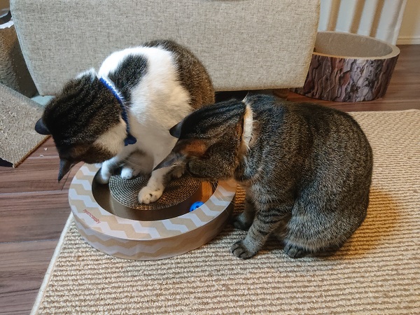 ニャンコロビー