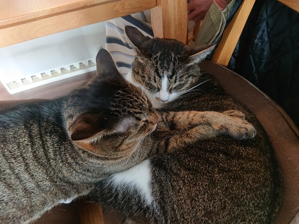 ぐっすり寝る姉妹猫