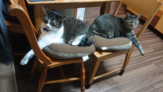 昼寝中の猫