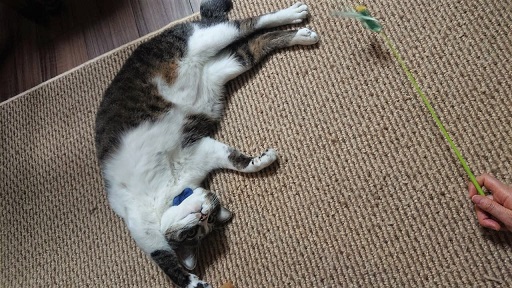 自由猫