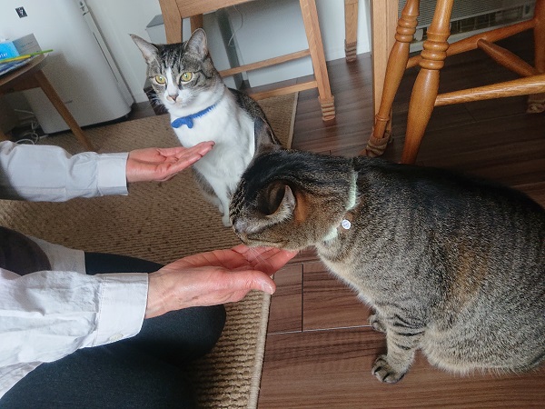 猫の日