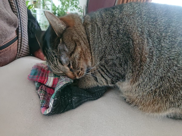 猫の日