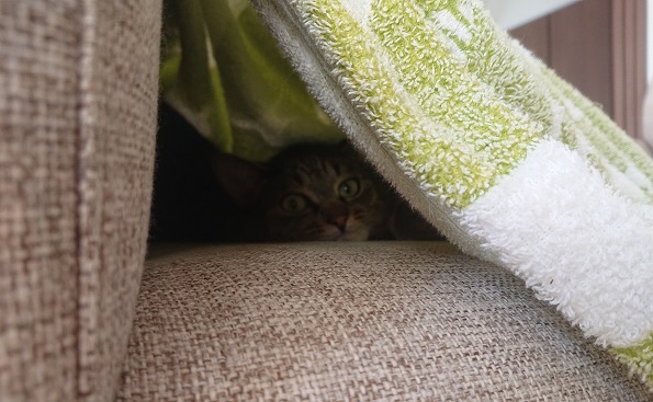 毛布に潜る猫