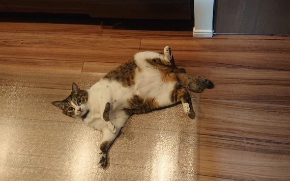 キッチンの床に転がる猫