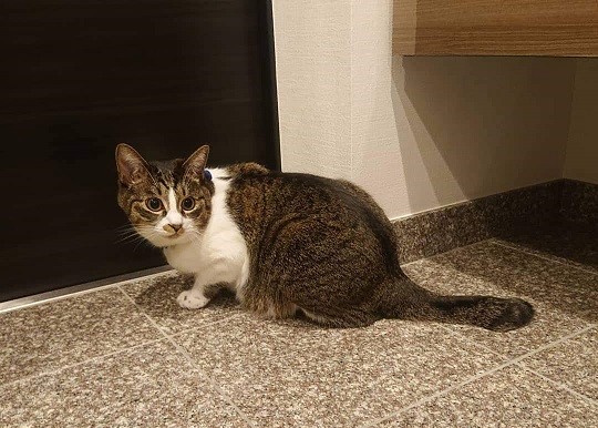 扉を開けたい猫