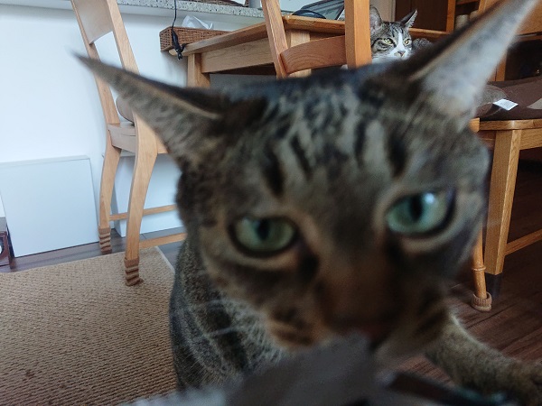 猫ドアップ