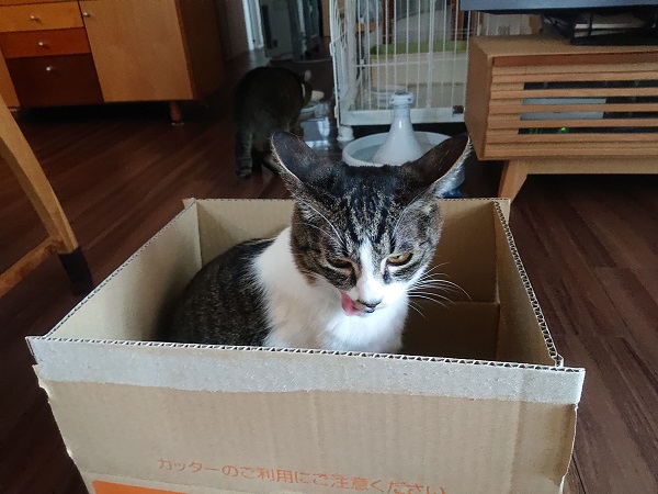 箱に入る猫