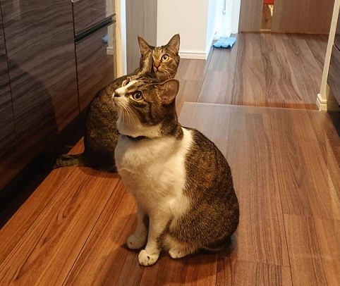 しっぽまき