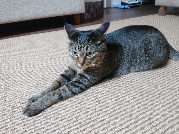 スフィンクス座り
