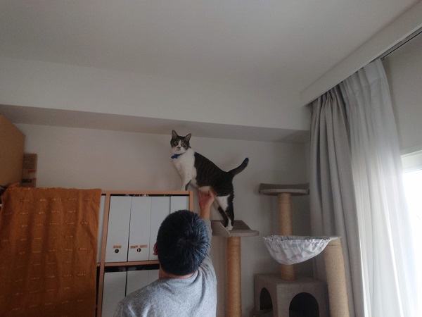 テレワークと猫