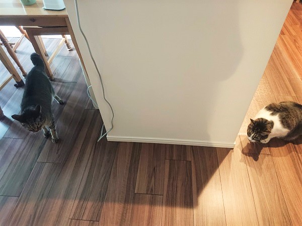 猫とテレワーク