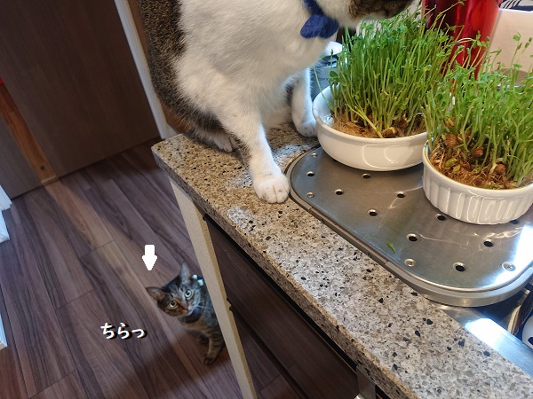 豆苗と猫